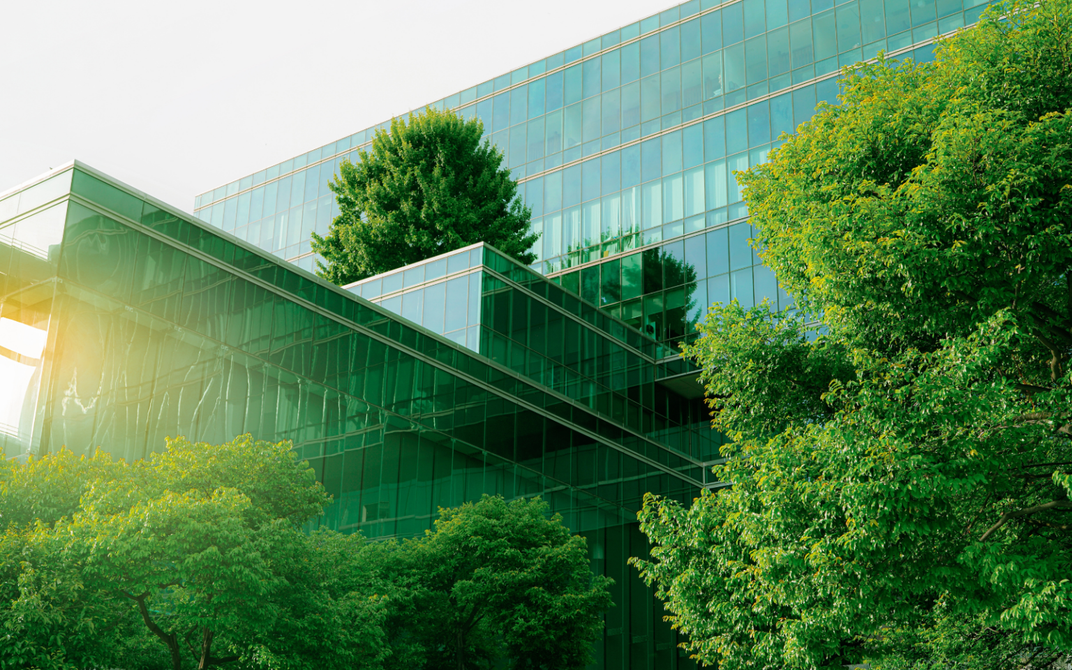 Trees growing by large office blocks to represent the topic of sustainability in tech